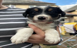 Border Collie dogs for sale: 6 Border Collie Pups for Sale ! - Image 16