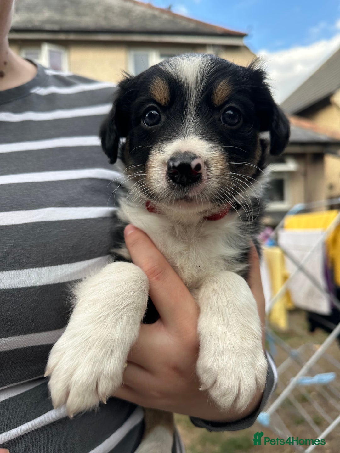 Border Collie dogs for sale: 6 Border Collie Pups for Sale ! - Image 16