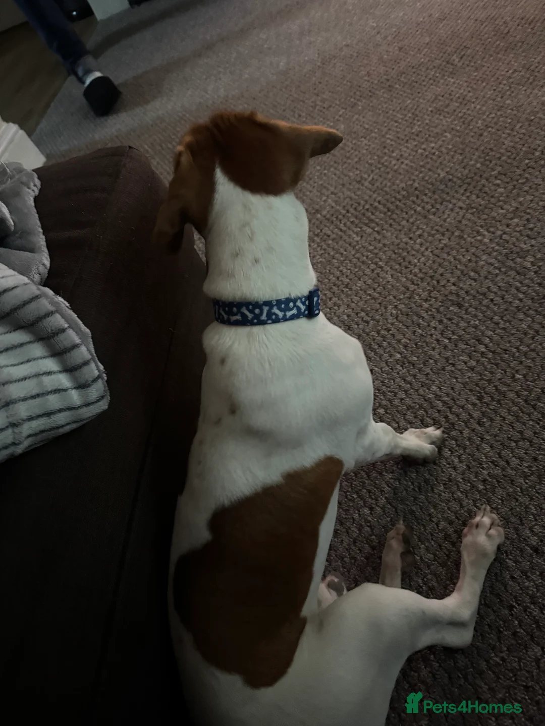 Mixed Breed dogs for sale: beagle mixed with sausage dog  - Advert 2