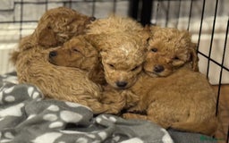 Cockapoo dogs for sale: Cockapoo puppies for sale central scotland - Image 1