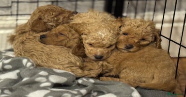 Cockapoo dogs - Advert 4