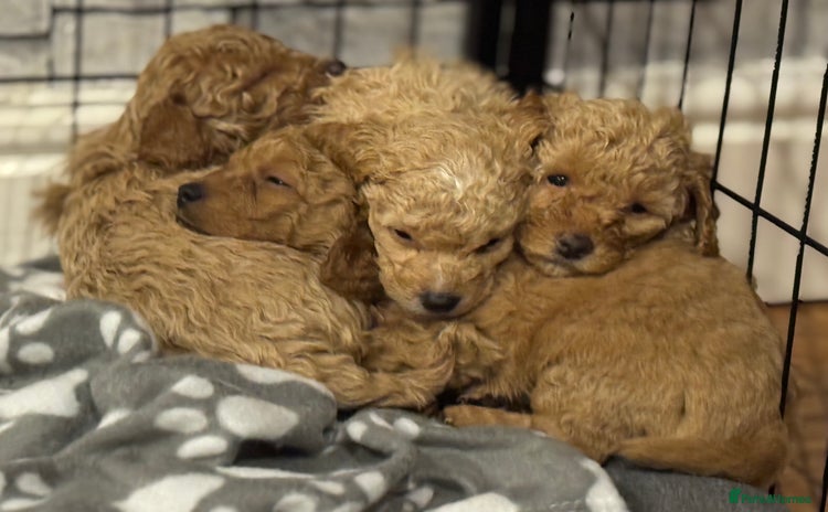 Cockapoo dogs - Advert 10