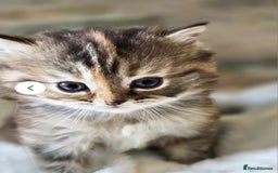 Persian cats for sale: Georgeous Persian Kitten for Sale  - Image 5