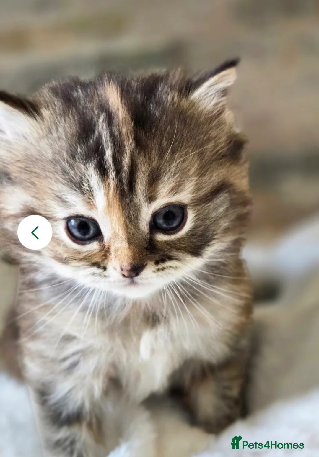 Persian cats for sale: Georgeous Persian Kitten for Sale  - Image 5