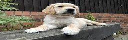Golden Retriever dogs for sale: KC Reg Dark Red Golden Retriever-100% DNA Tested - Advert 18