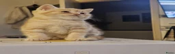 British Shorthair cats for sale: Bundles of fluff - Advert 7