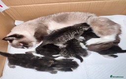 Mixed Breed cats for sale: Ragdoll x kittens  - Image 4