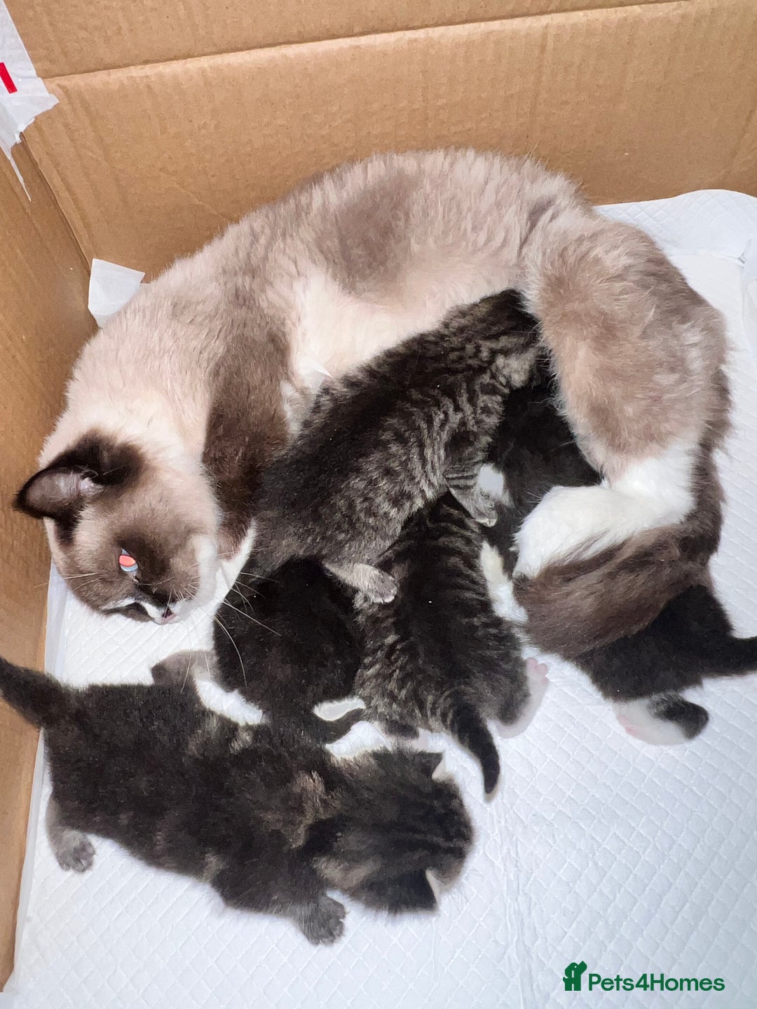 Mixed Breed cats for sale: Ragdoll x kittens  - Image 4
