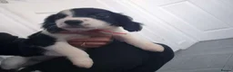 Mixed Breed dogs for sale: Cocker spaniel cross border collie - Advert 6