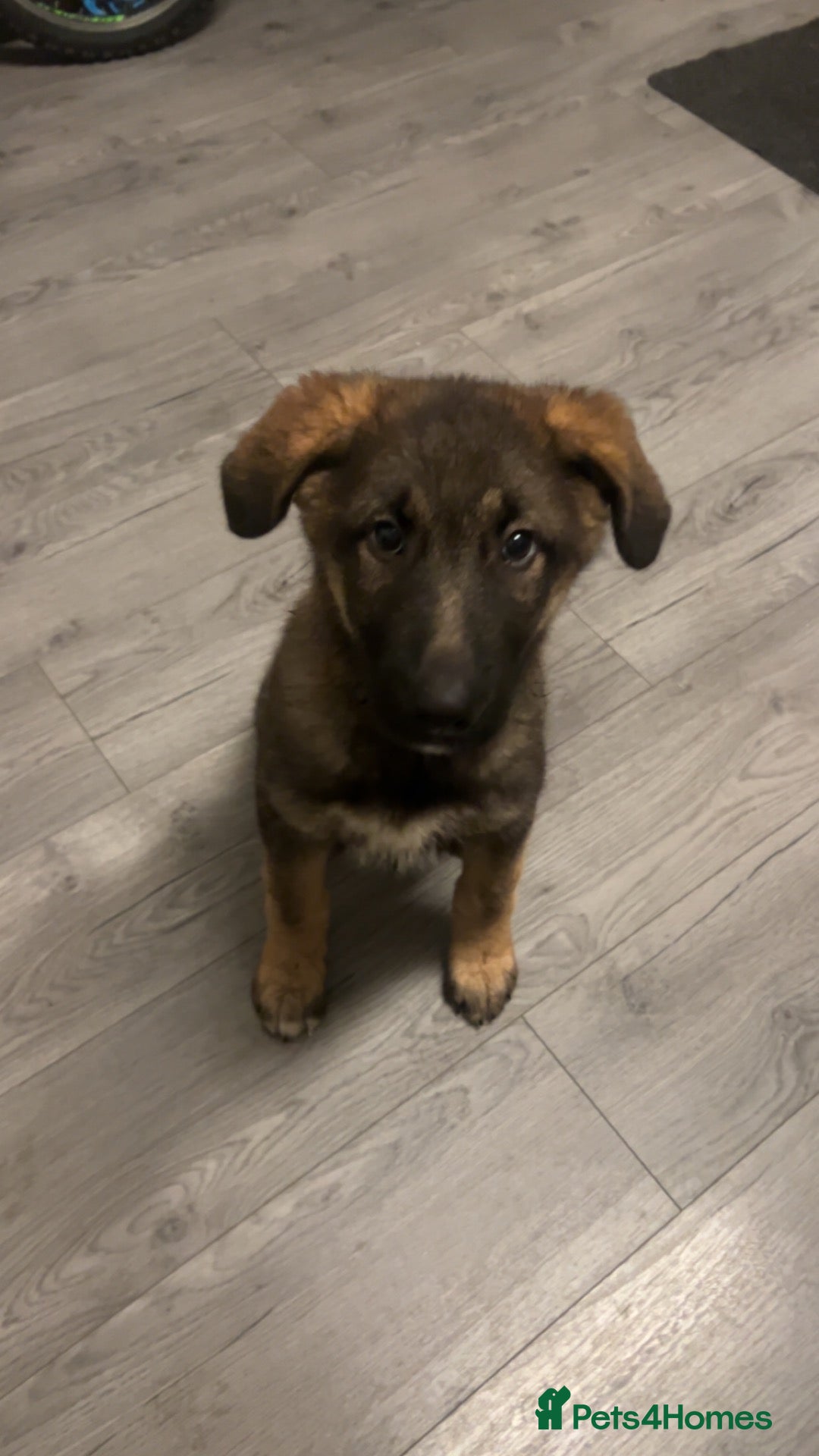 German Shepherd dogs for sale: German Shepard pup  - Advert 2