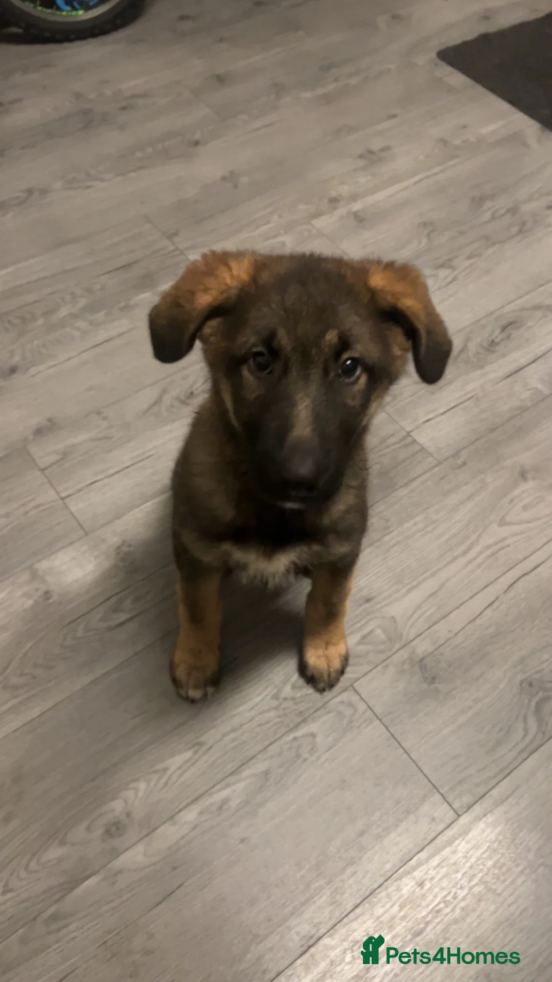German Shepherd dogs for sale: German Shepard pup  - Advert 1