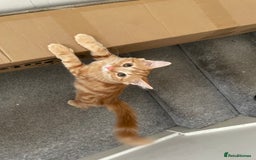 Norwegian Forest Cat cats for sale: Ginger Tabby  - Image 1