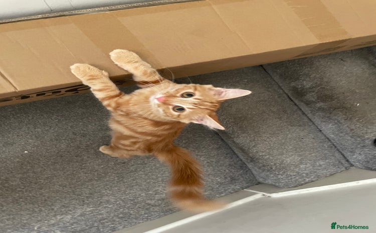 Norwegian Forest Cat cats - Advert 1