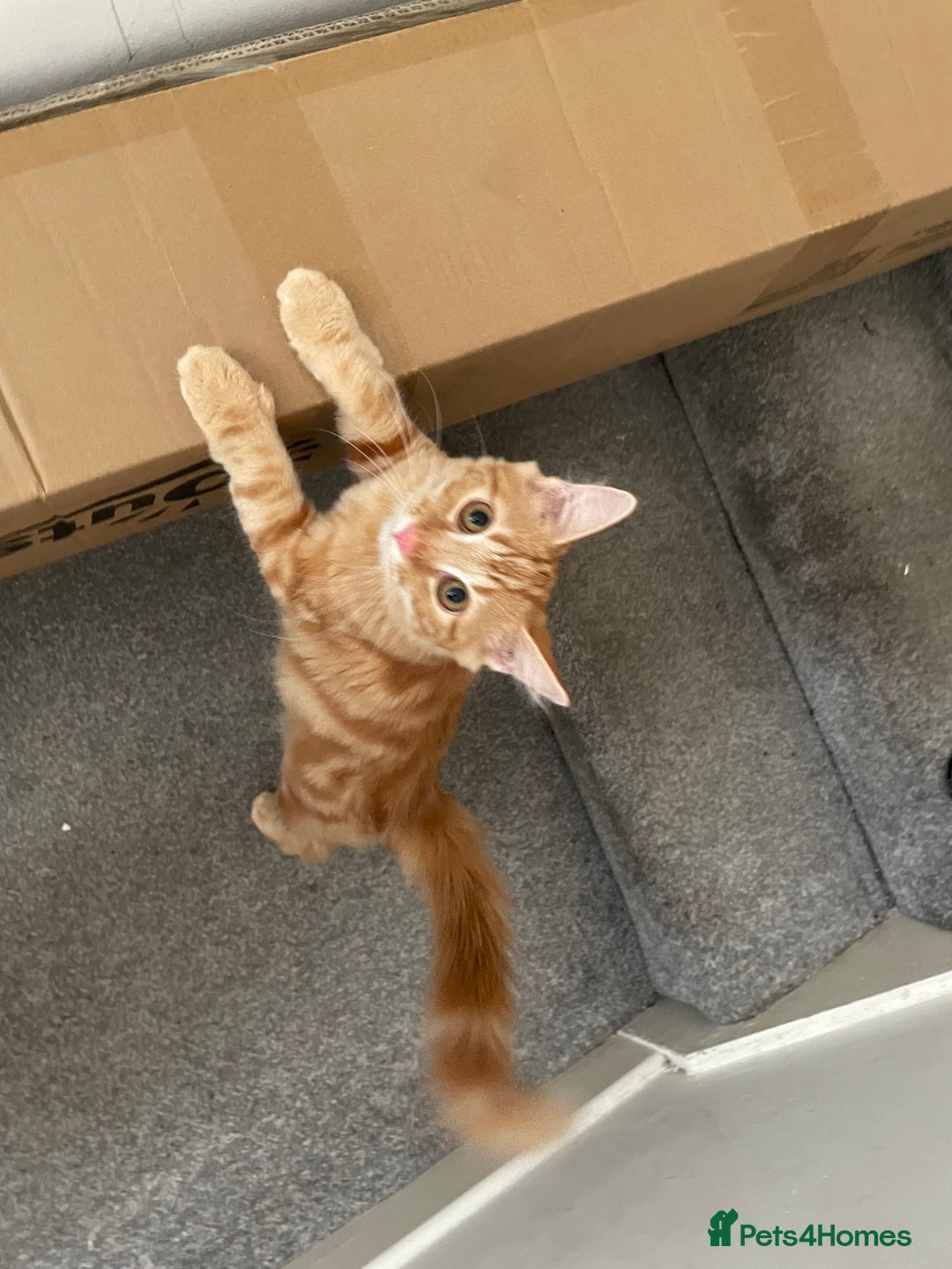 Norwegian Forest Cat cats for sale: Ginger Tabby  - Image 1