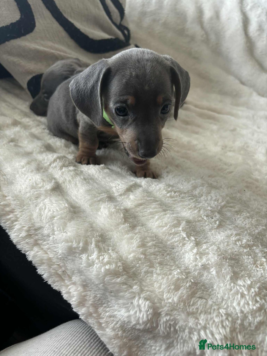 Miniature Dachshund dogs for sale: Miniature Dachshund puppies - Image 7
