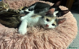 American Shorthair cats for sale: Kittens for sale - Image 3