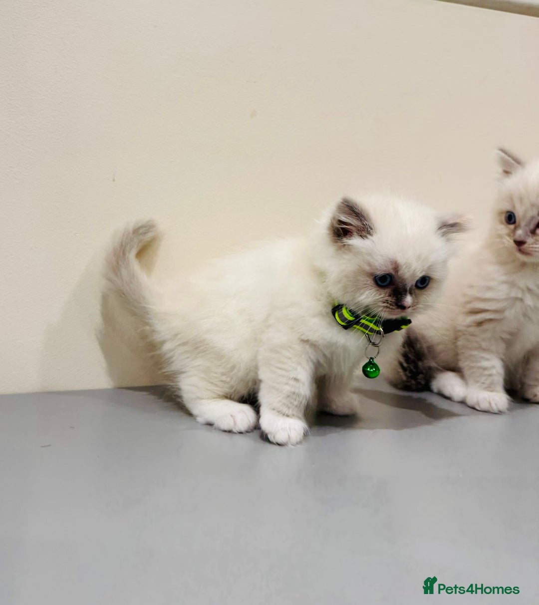 Ragdoll cats for sale: Adorable Pure Ragdoll Kittens - Advert 6