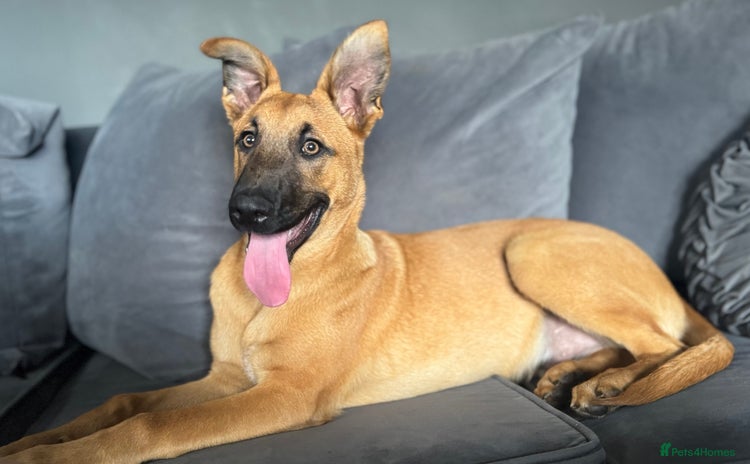 Belgian Shepherd Dog dogs - Advert 1