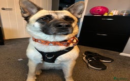 Mixed Breed dogs for sale: German Shepherd x Akita puppies - 4 females left - Advert 3