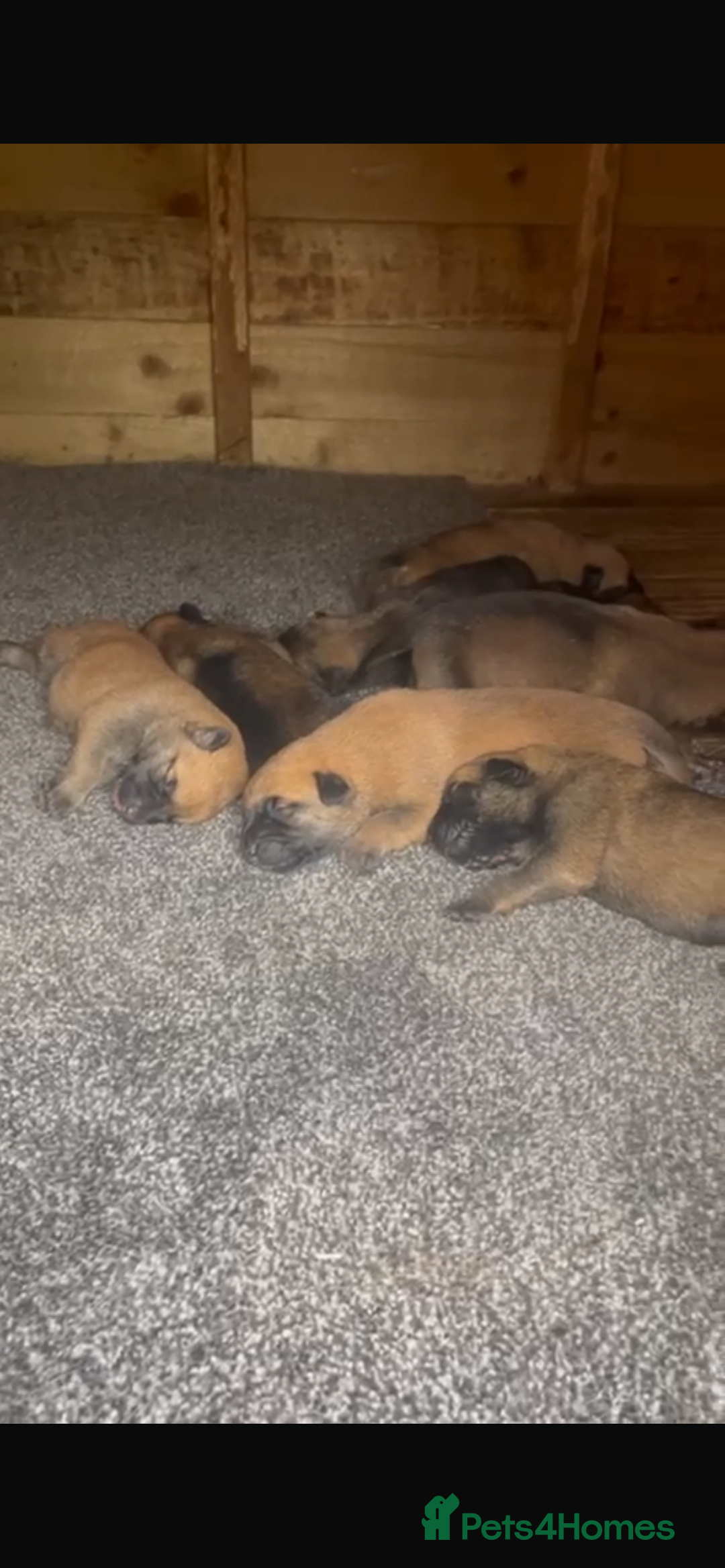 Belgian Shepherd Dog dogs for sale: Stunning Pure Belgian Malinois Pups - Image 2