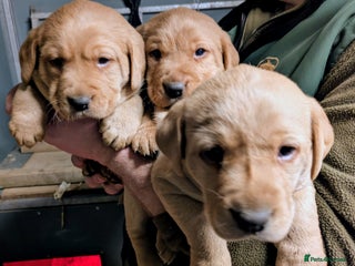 Labrador Retriever dogs Beautiful Red Labrador Puppies - Advert 3