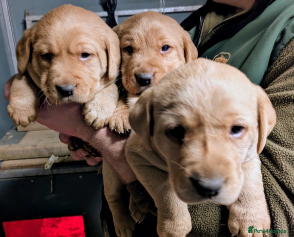 Labrador Retriever dogs Beautiful Red Labrador Puppies - Advert 1