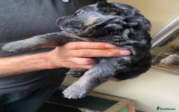 German Shepherd dogs for sale: beautiful long haired working german shepards - Image 4