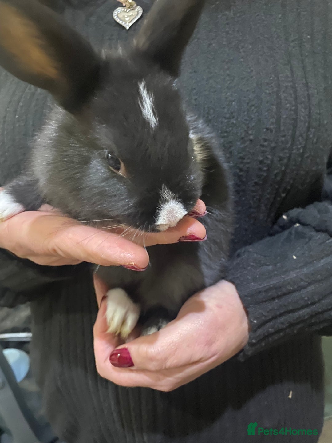 Mixed Breed rabbits for sale: 5 Rex/lionhead mix bunnies for sale - Advert 15