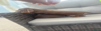 Dachshund 4