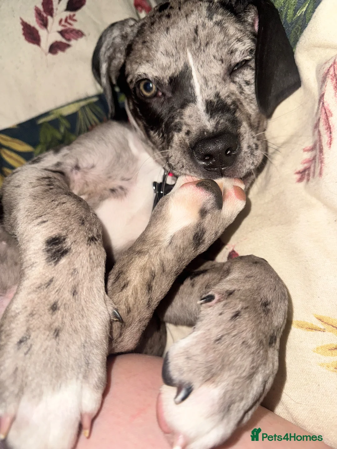 Mixed Breed dogs for sale: Cane corso Merle / cross  - Advert 2