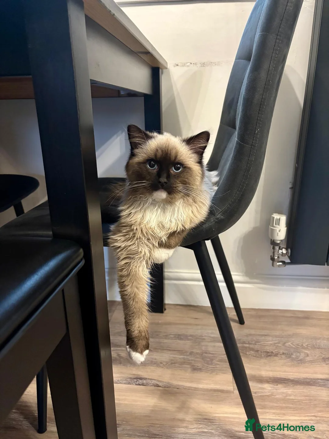 Ragdoll cats for sale: Blue Tabby Point Mitted Ragdoll  - Advert 2