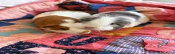Guinea Pig rodents for sale: Bonded Neutered Male&Female Guinea Pig - Advert 4