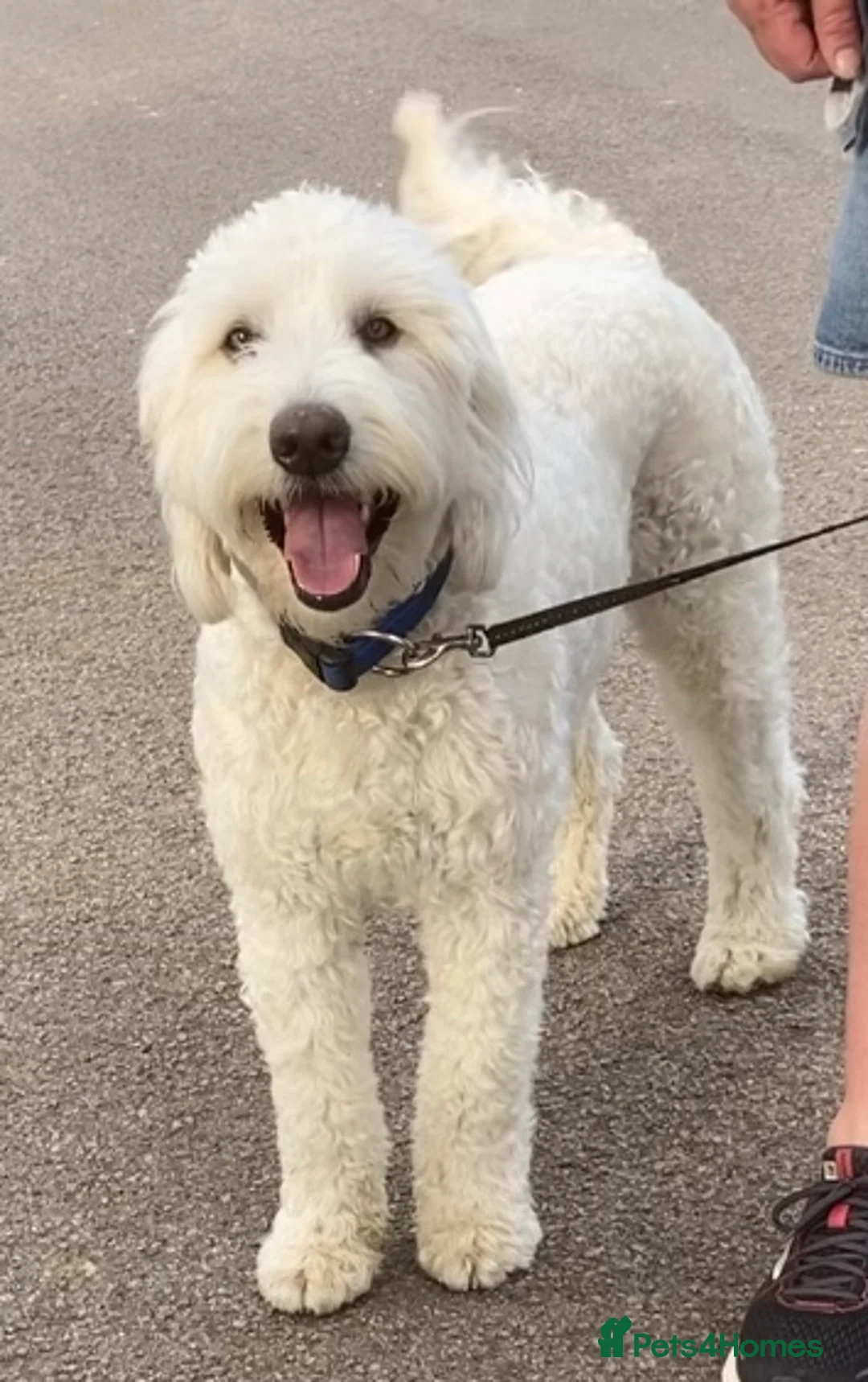 Australian Labradoodle dogs for stud: Very special Australian labradoodle stud  in Bedford - Advert 2