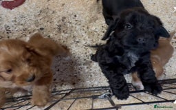 Cockapoo dogs for sale: Cockapoo puppies - Image 4