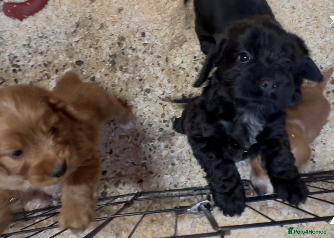 Cockapoo dogs for sale: Cockapoo puppies - Image 4