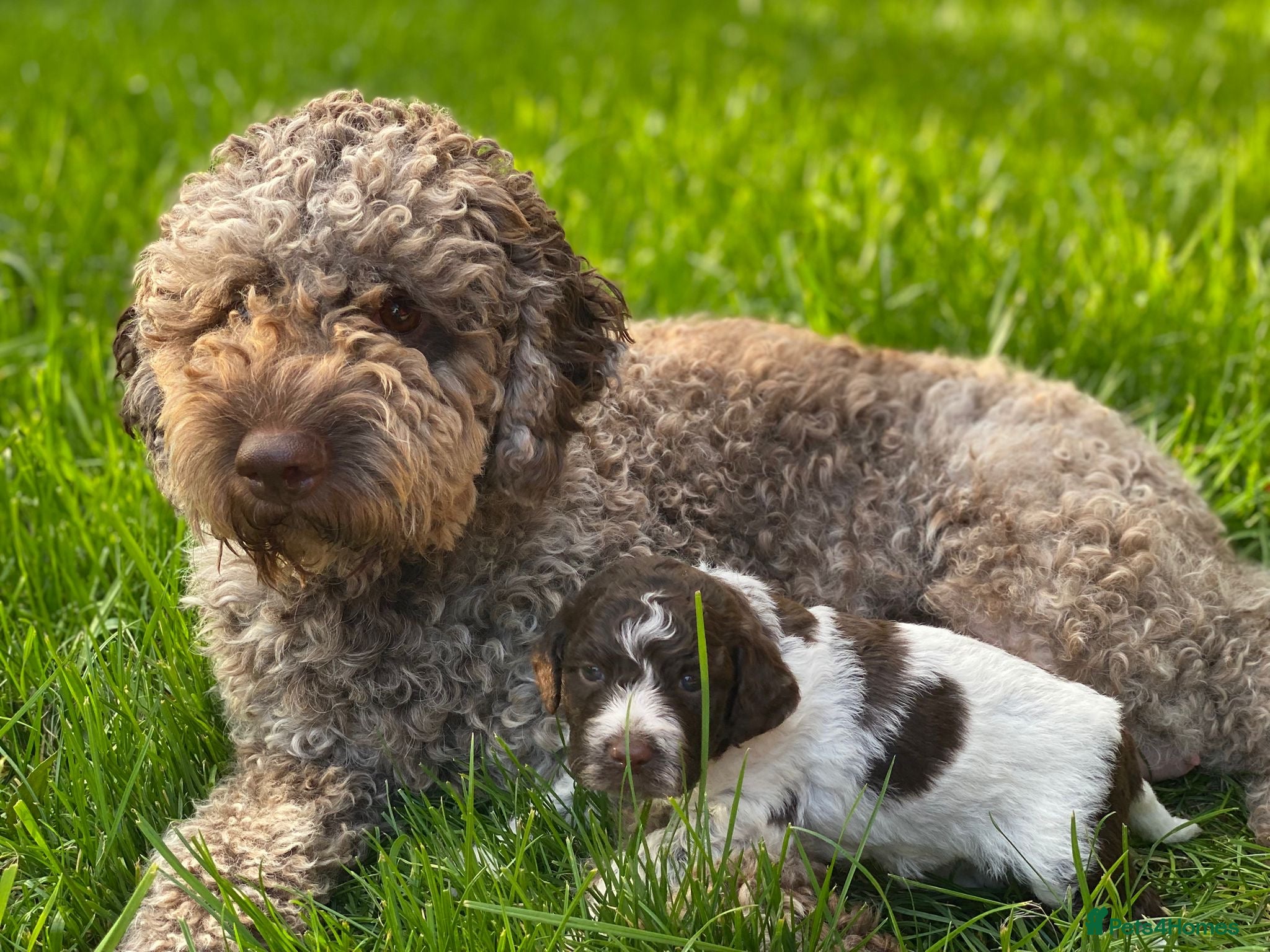 Lagotto Romagnolo dogs Lagotto Romanoglo pups - Advert 5