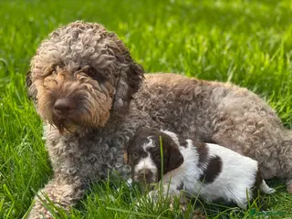 Lagotto Romagnolo dogs Lagotto Romanoglo pups - Advert 4