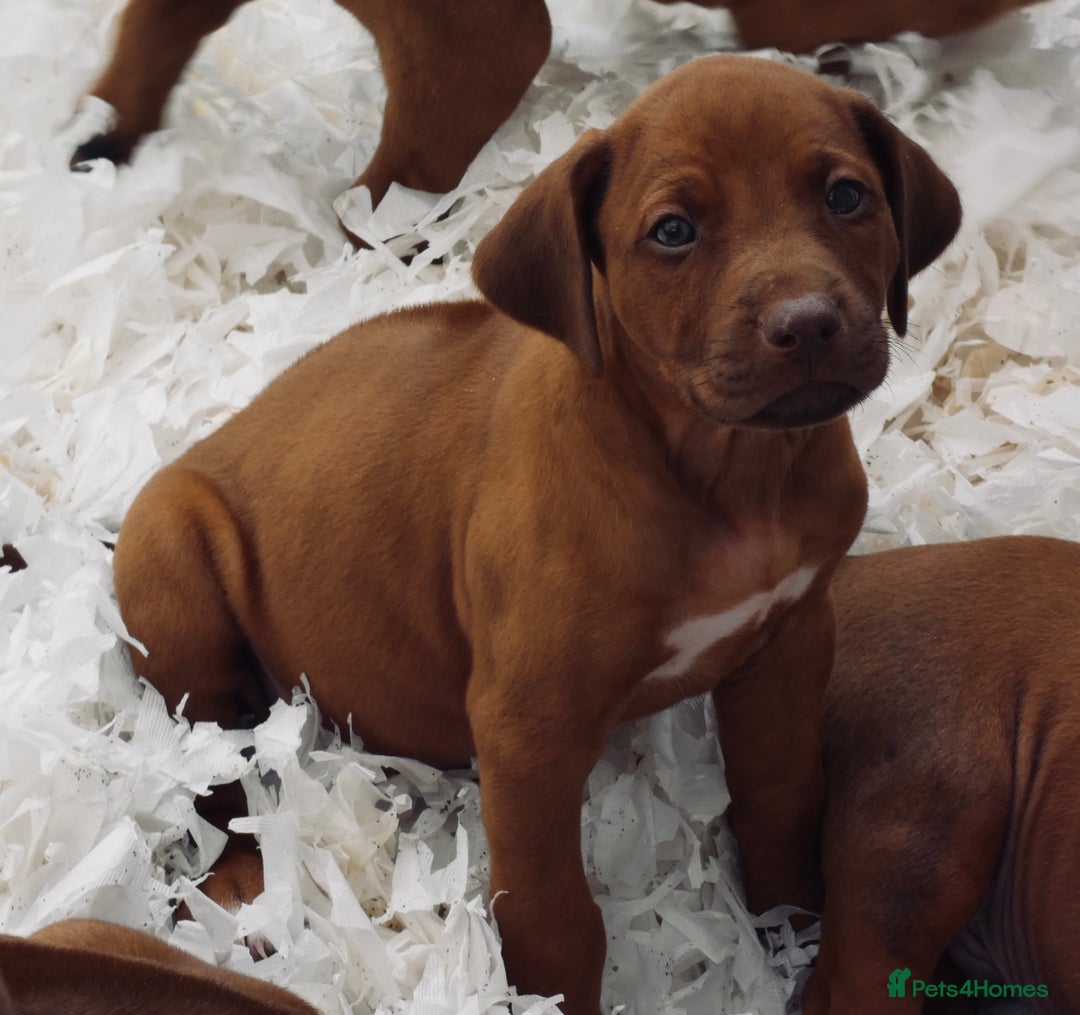 Rhodesian Ridgeback dogs for sale: Rhodesian Ridgeback Puppies KC reg - Image 20