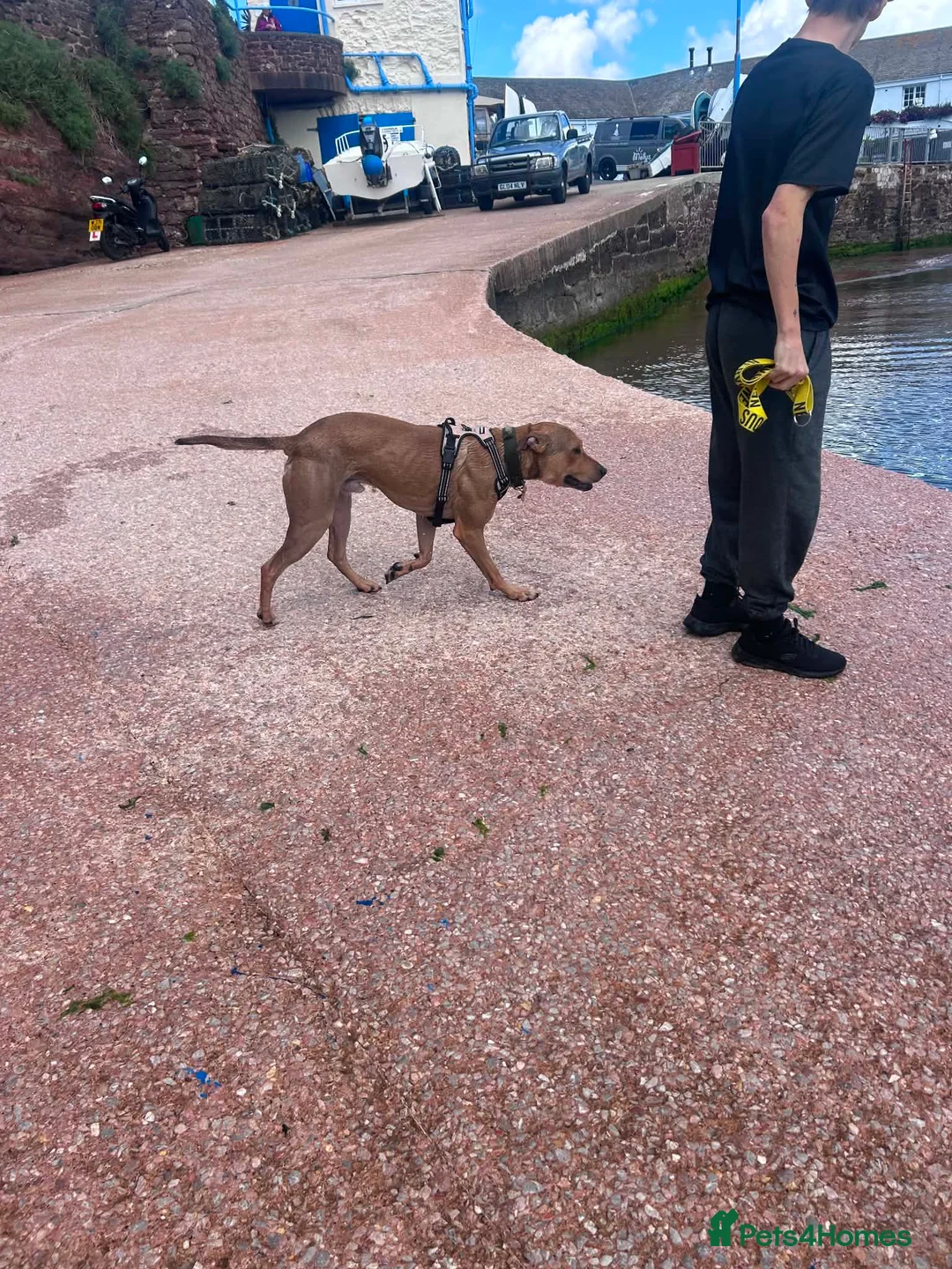 Mixed Breed dogs for sale: Alfie- Large Crossbreed Male in Paignton - Advert 2