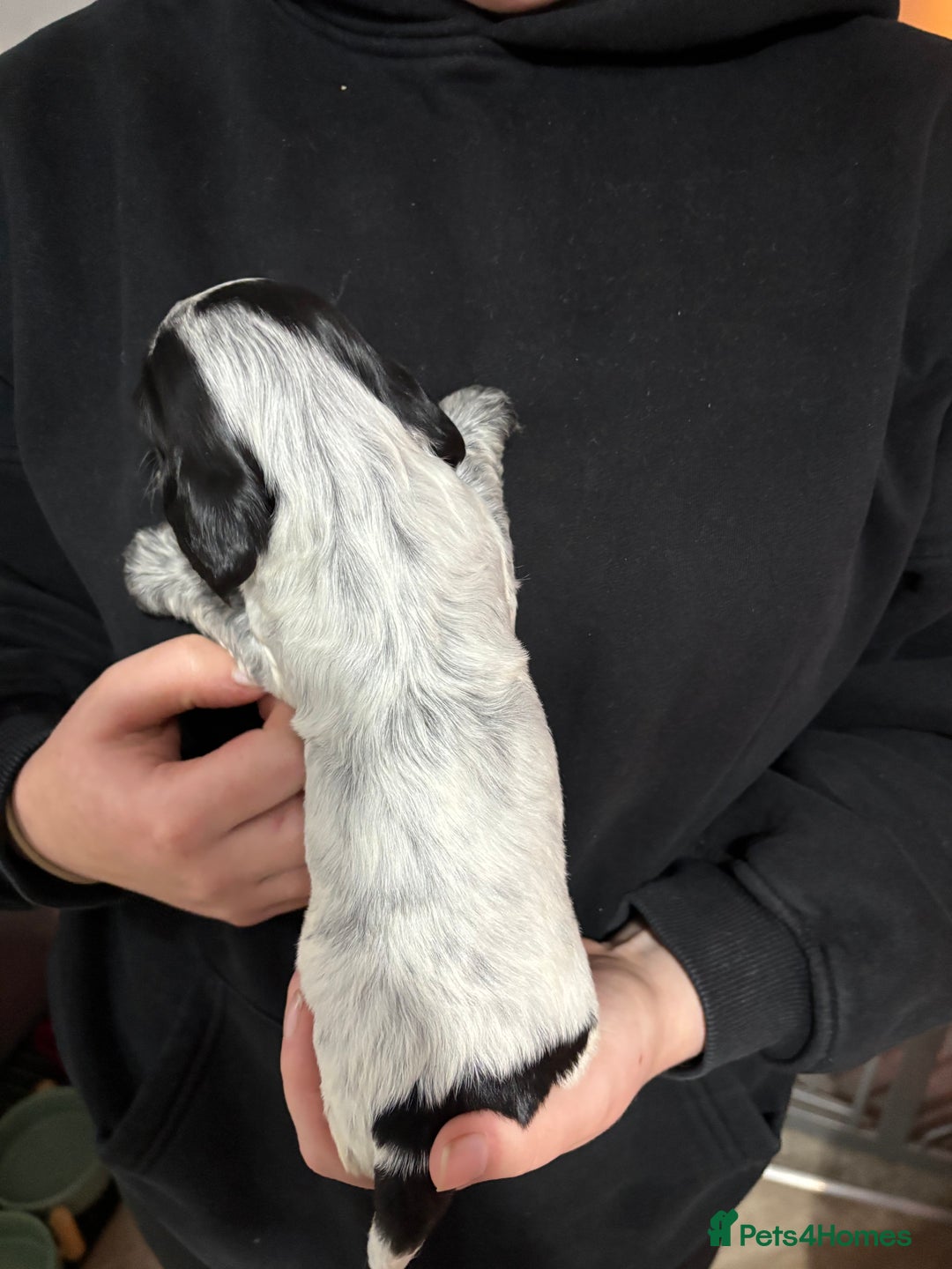 Cocker Spaniel dogs for sale: Show cocker spaniel puppies - Advert 9