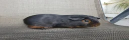 Guinea Pig rodents for sale: Baby guineas - Advert 6