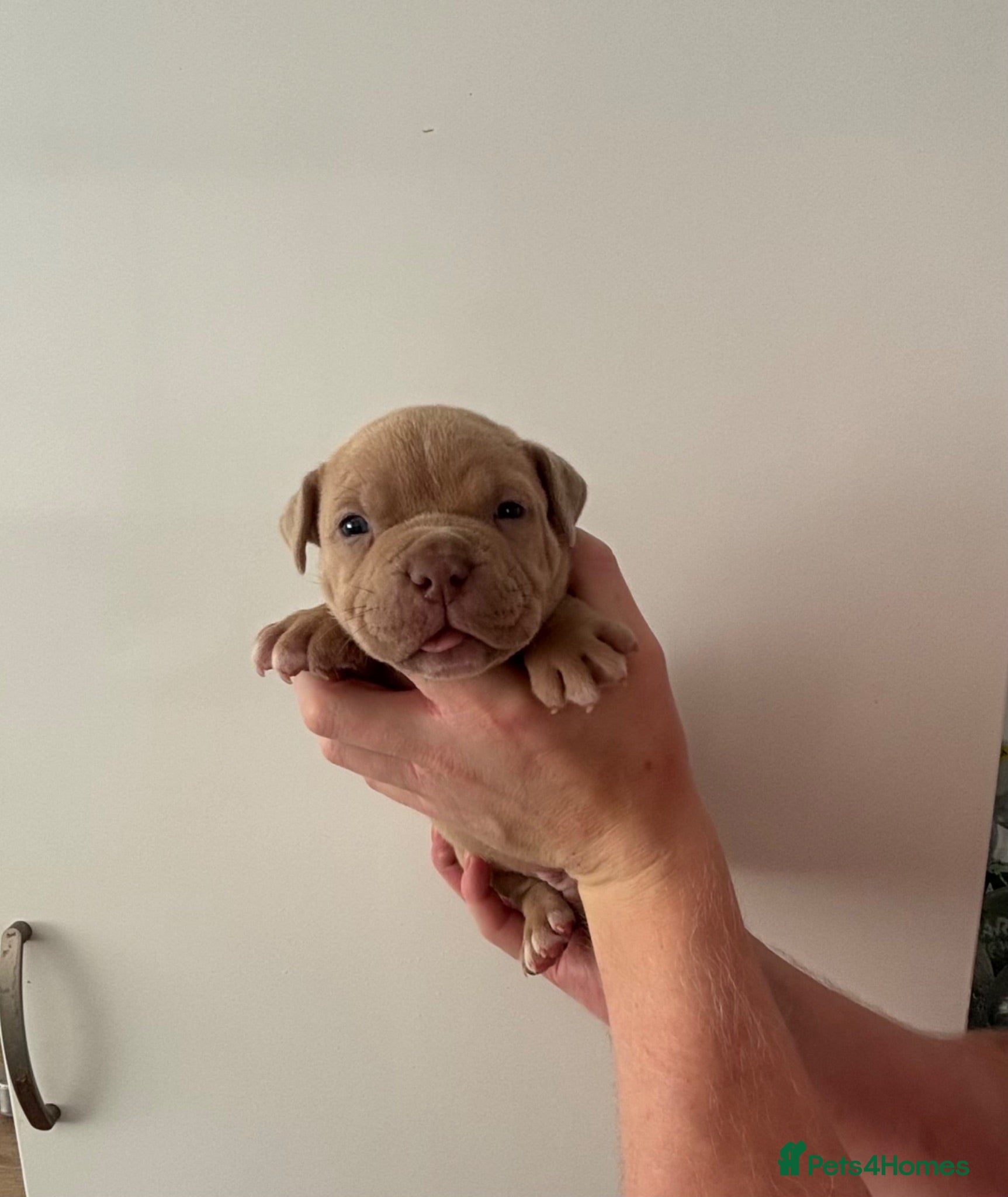 American Bully dogs Quality Pocket bully pups - Advert 4