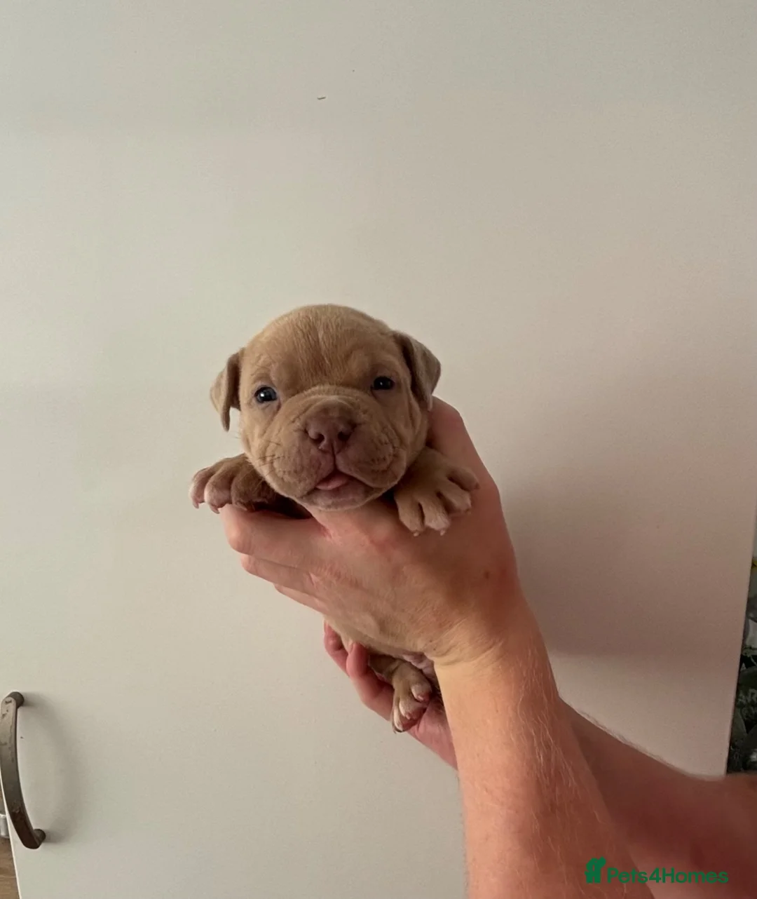 American Bully dogs for sale: Quality Pocket bully pups - Advert 1
