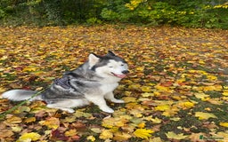 Siberian Husky dogs for sale: Ace is looking for is forever home  - Image 4