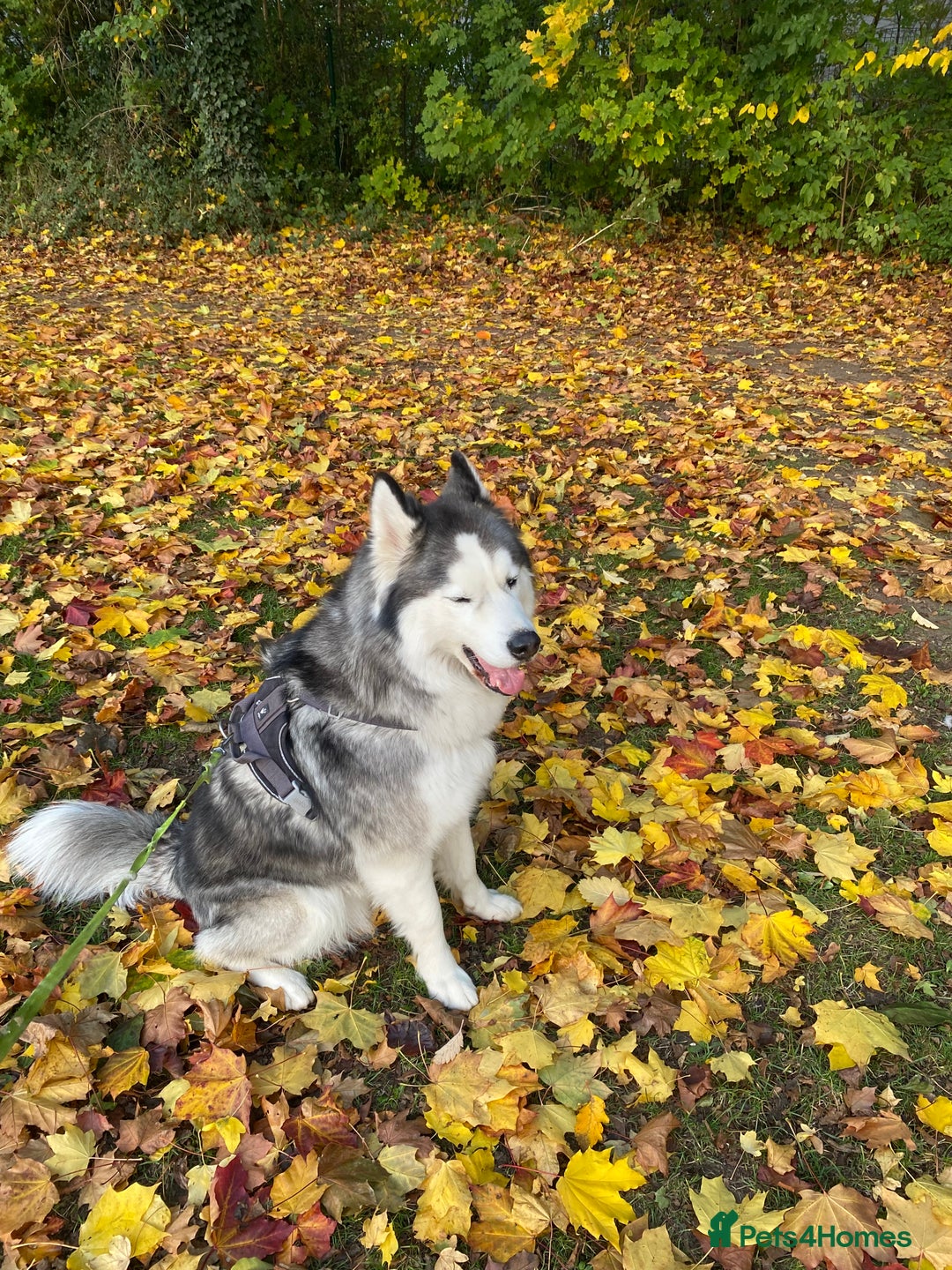 Siberian Husky dogs for sale: Ace is looking for is forever home  - Image 4