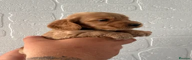Cocker Spaniel 1