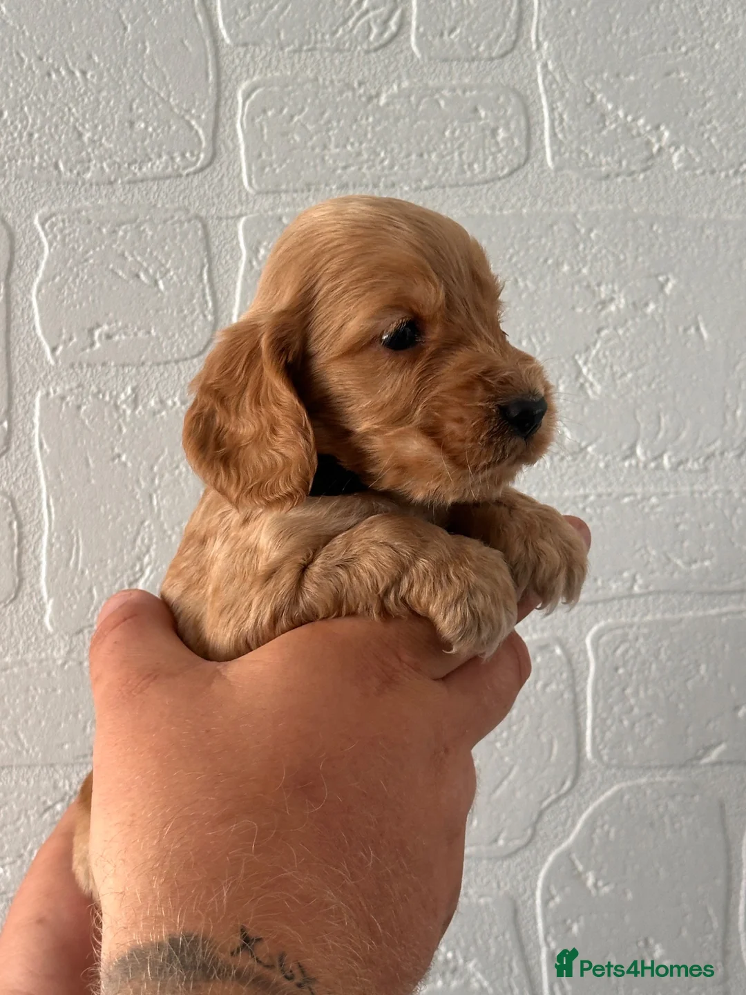 Cocker Spaniel dogs for sale: 6 beautiful cocker spaniel puppies  in Castleford - Advert 2
