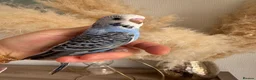Budgerigars birds for sale: Hand Tame male baby budgies   - Advert 6