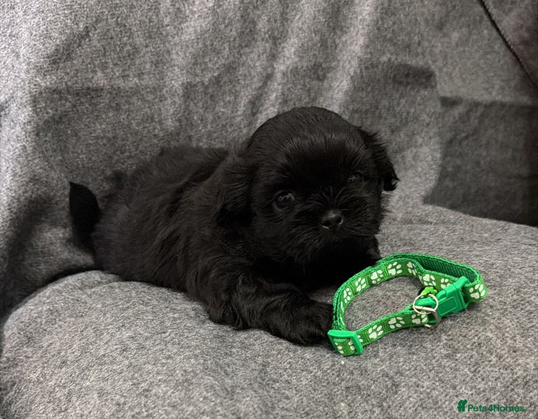 Shih Tzu dogs for sale: Full breed Shih Tzu puppies - Advert 8
