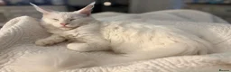 Maine Coon cats for sale: Beautiful Queen Snowy - Advert 4